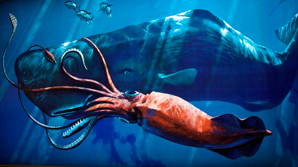 sperm_whale_vs_giant_squid-111.jpg